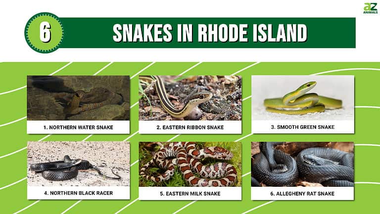 Meet 6 Snakes of Rhode Island - A-Z Animals