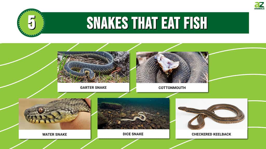 Graph of 5 Snakes that eat fish.