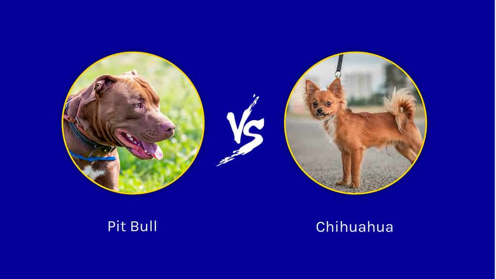 Pit bull vs. Chihuahua