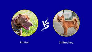 Pit Bull vs. Chihuahua: Which Dog Is More Aggresive Picture