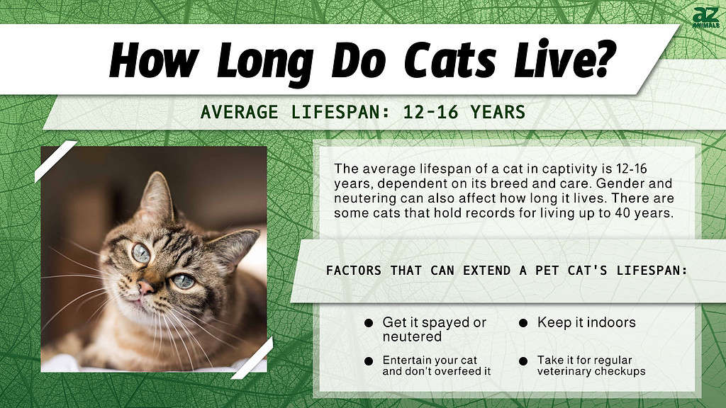 How long do cats live? Average lifespan and how to keep pets healthy.