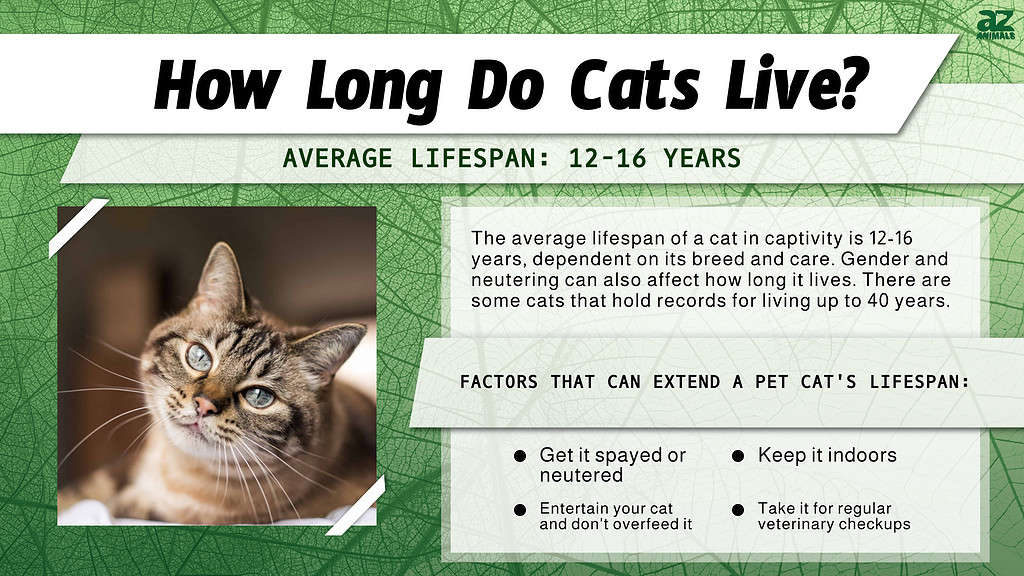 How long do cats live?, Cat life stages