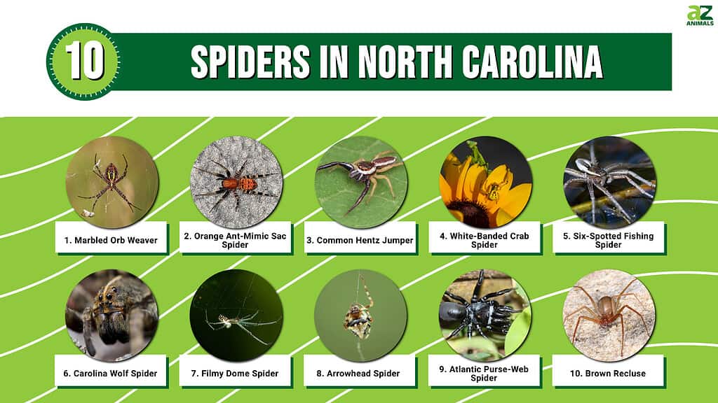 Infographic of 10 Spiders in North Carolina