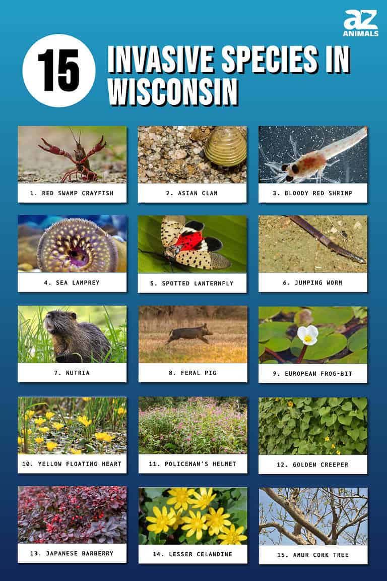 Discover 15 Invasive Species in Wisconsin - A-Z Animals