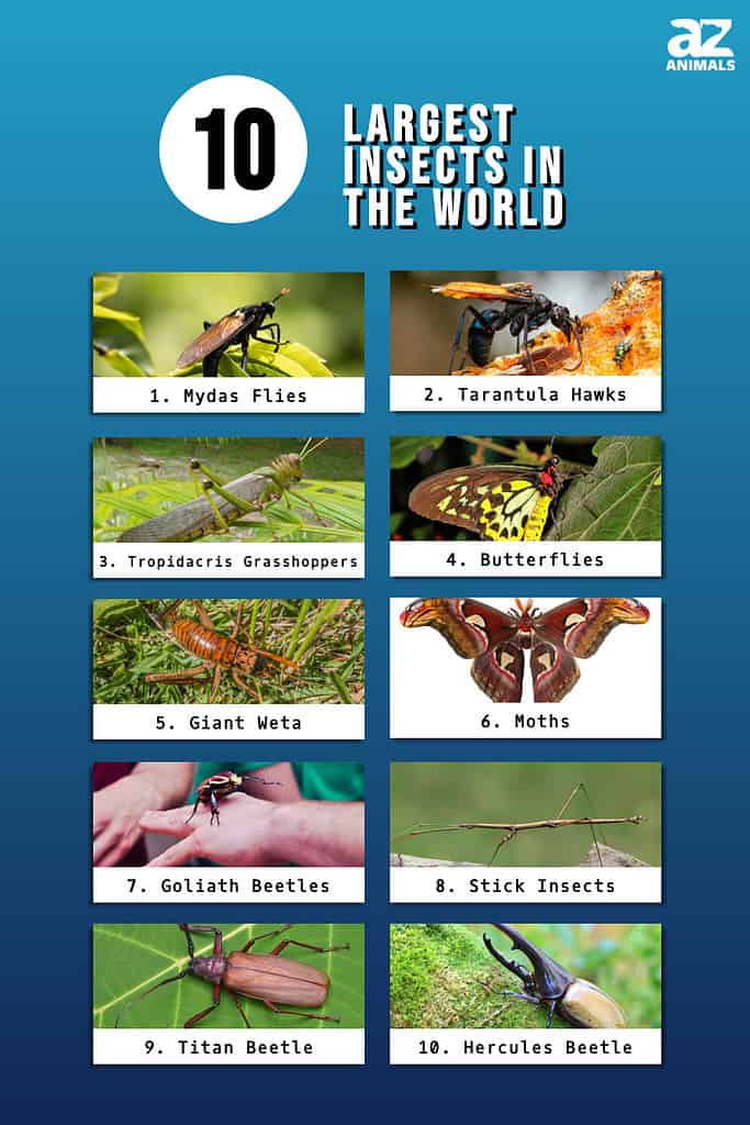 Infographic of 10 Largest Insects in the World