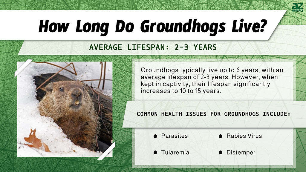 How Long Do Groundhogs Live? infographic