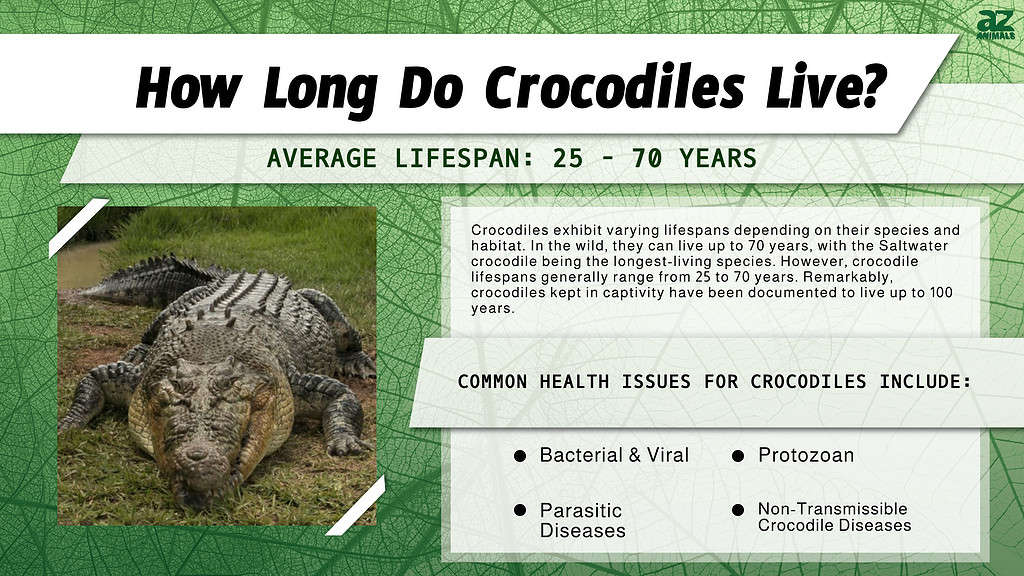 How Long Do Crocodiles Live? infographic