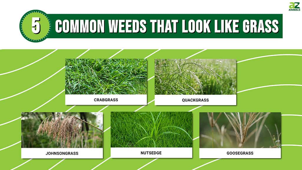 Five Common Weeds That Look Like Grass