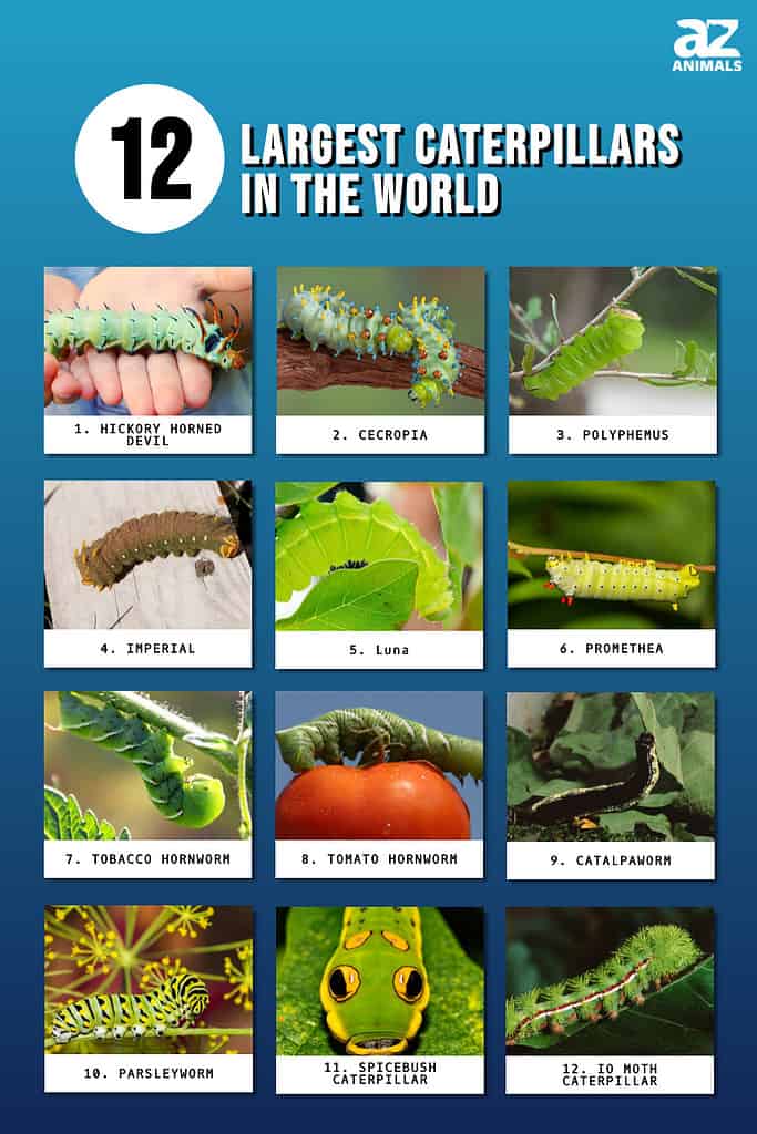 Largest Caterpillars in the World infographic