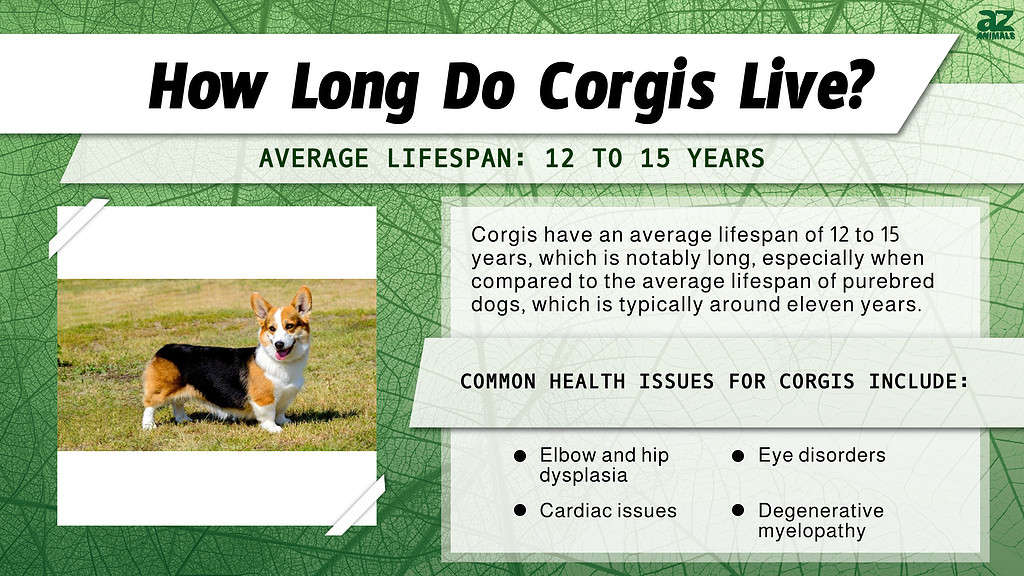 How Long Do Corgis Live? infographic