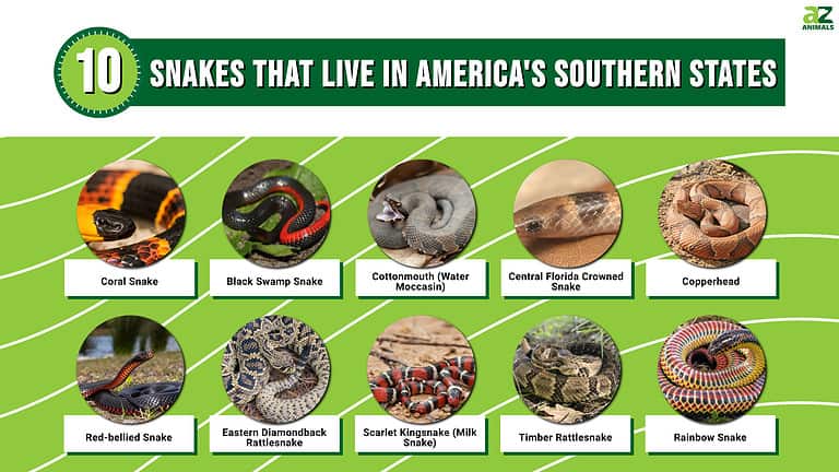 Snakes of the South: 10 Snakes That Live in America's Southern States ...