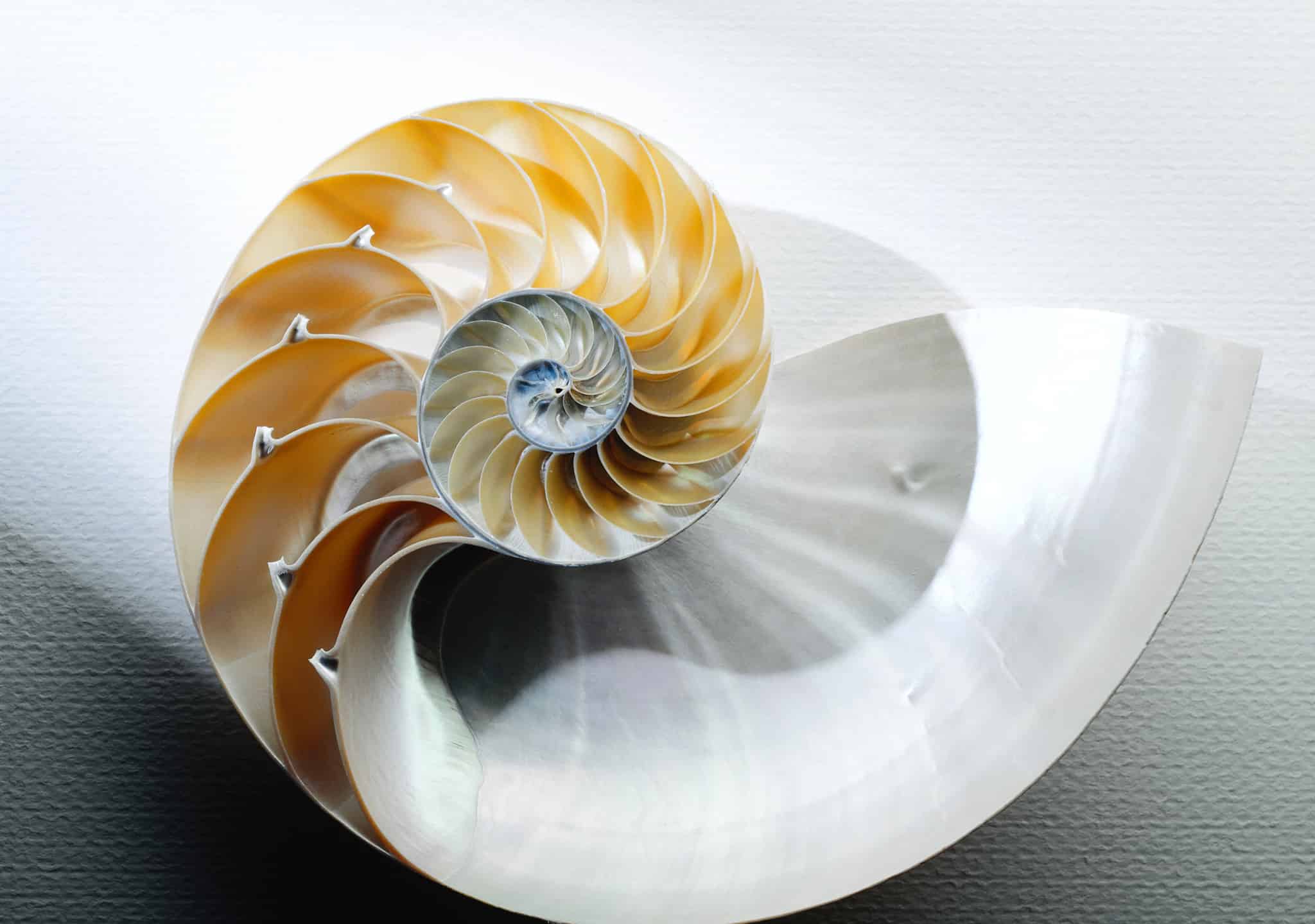 Nautilus Quiz: What Do You Know? - A-Z Animals