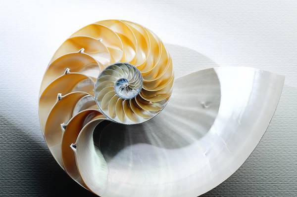 Nautilus Shell cut in half on white with shadow