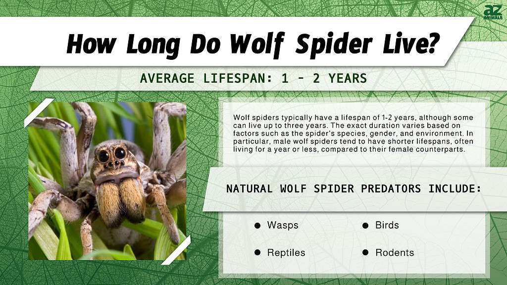 How Long Do Wolf Spider Live? infographic