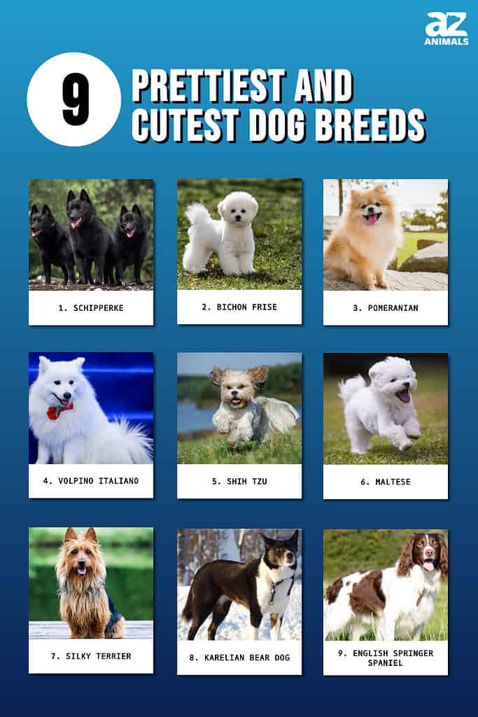 Top 9 Prettiest and Cutest Dog Breeds - A-Z Animals