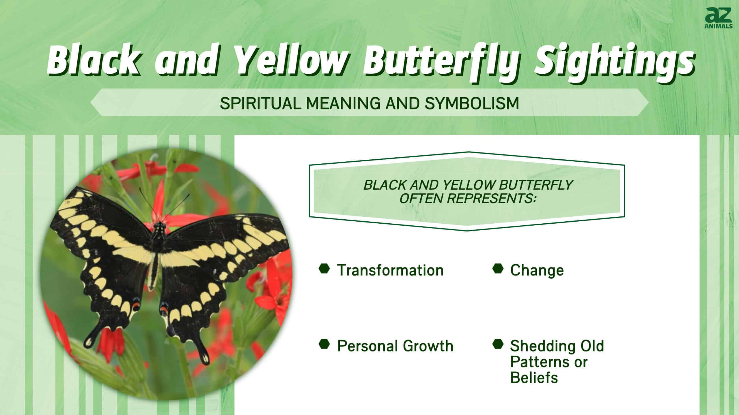 Black and Yellow Butterfly Sightings infographic