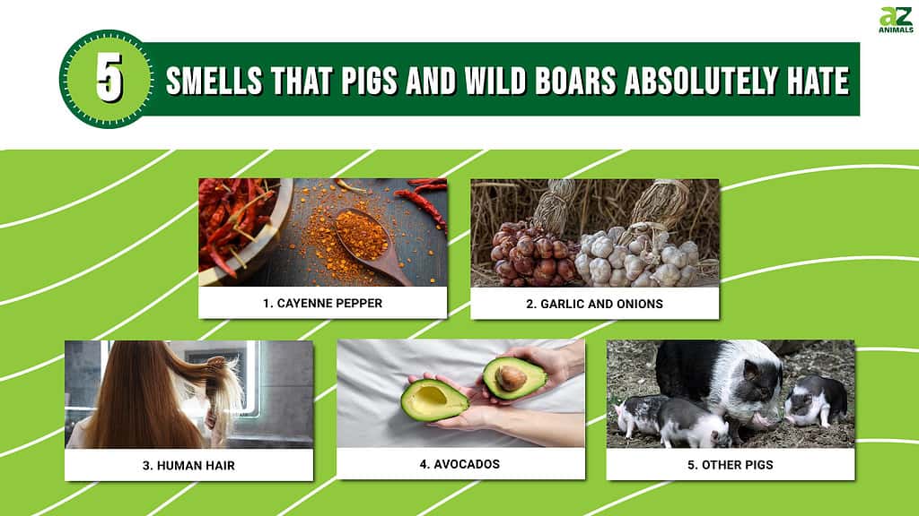 Smells That Pigs and Wild Boars Absolutely Hate infographic