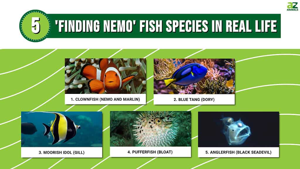 Infographic of 5 Finding Nemo Fish Species in Real Life