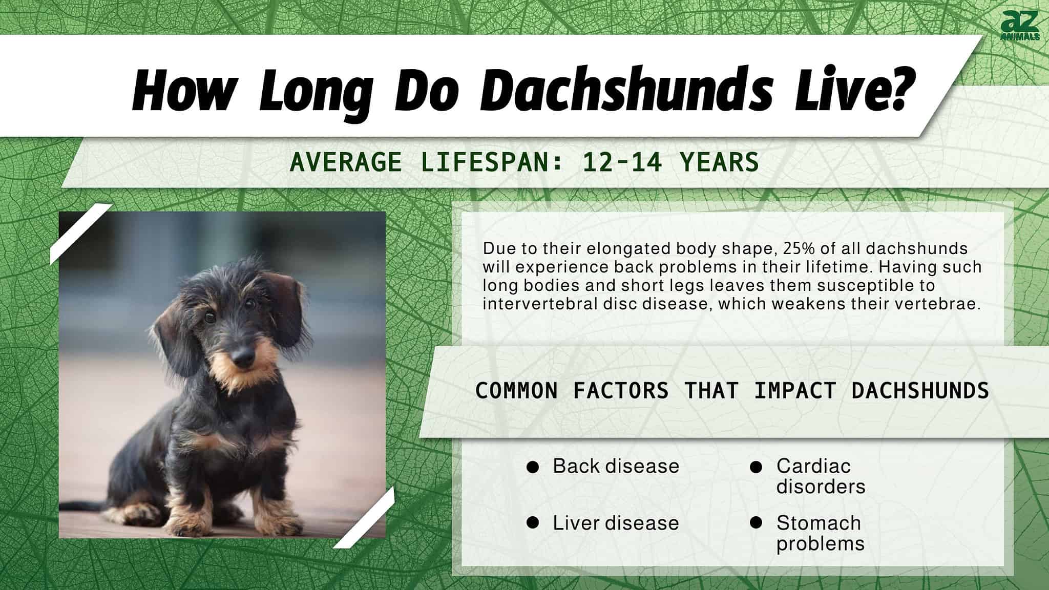 This Is How Long Dachshunds Usually Live + Tips for Keeping Them ...