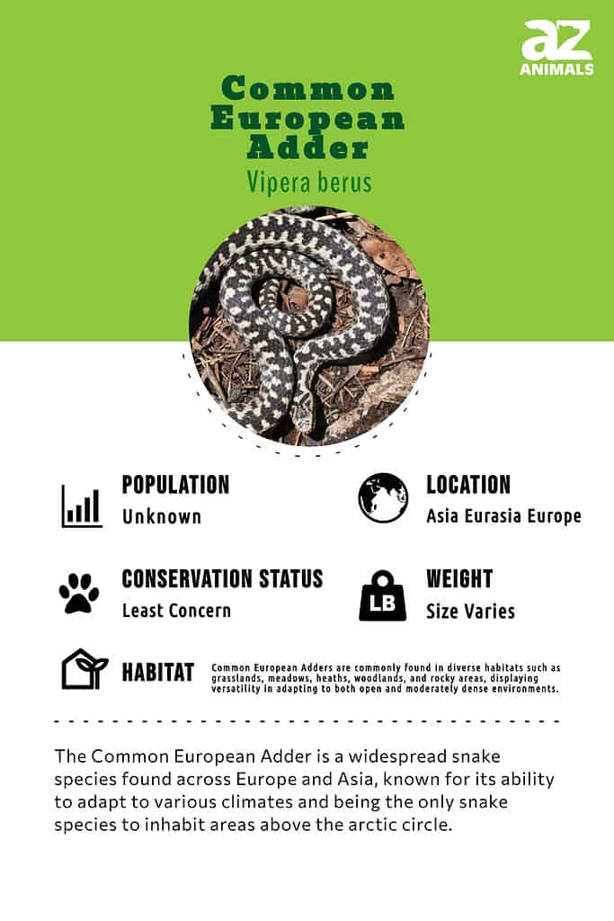 The Common European Adder is a widespread snake species found across Europe and Asia, known for its ability to adapt to various climates and being the only snake species to inhabit areas above the arctic circle.