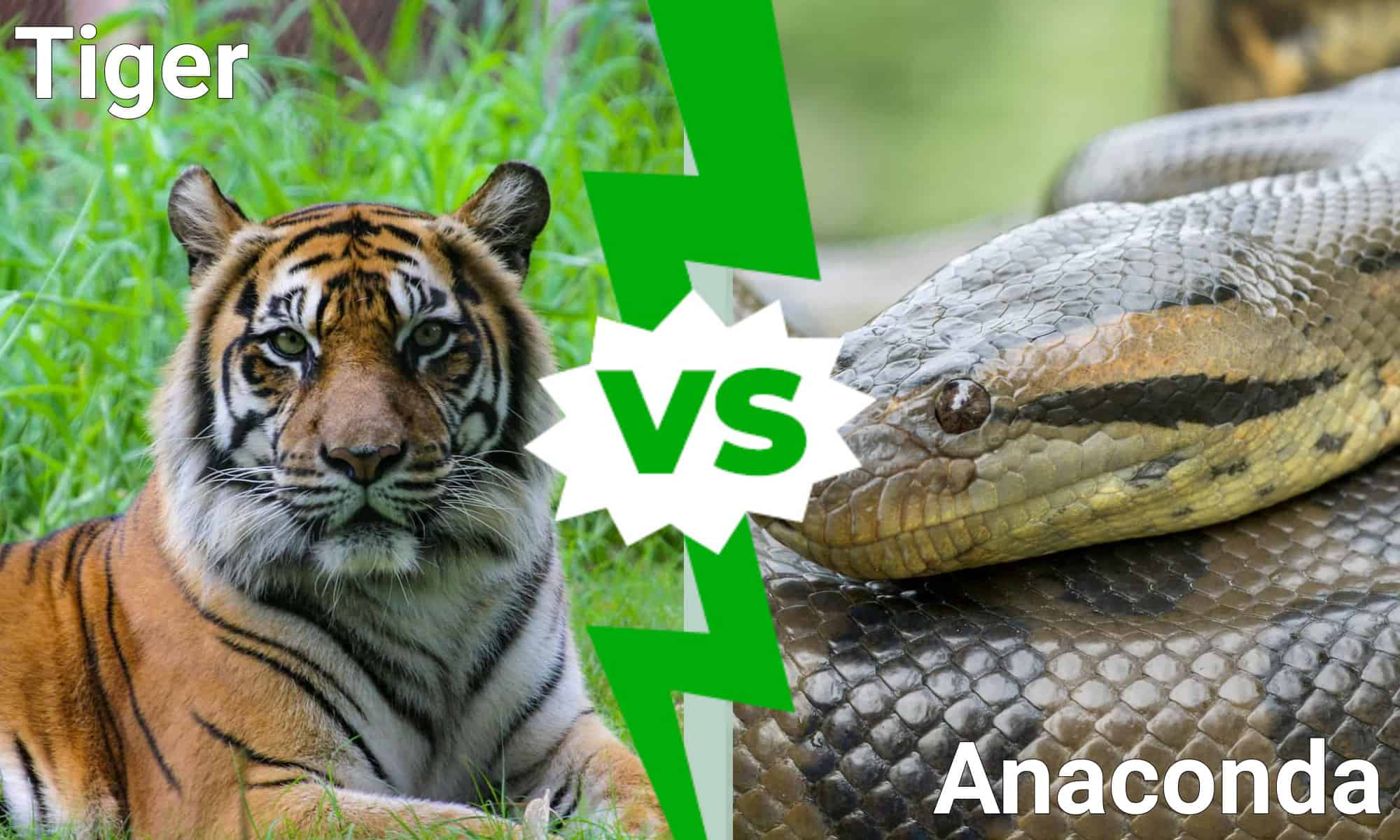 Who is stronger anaconda or tiger?