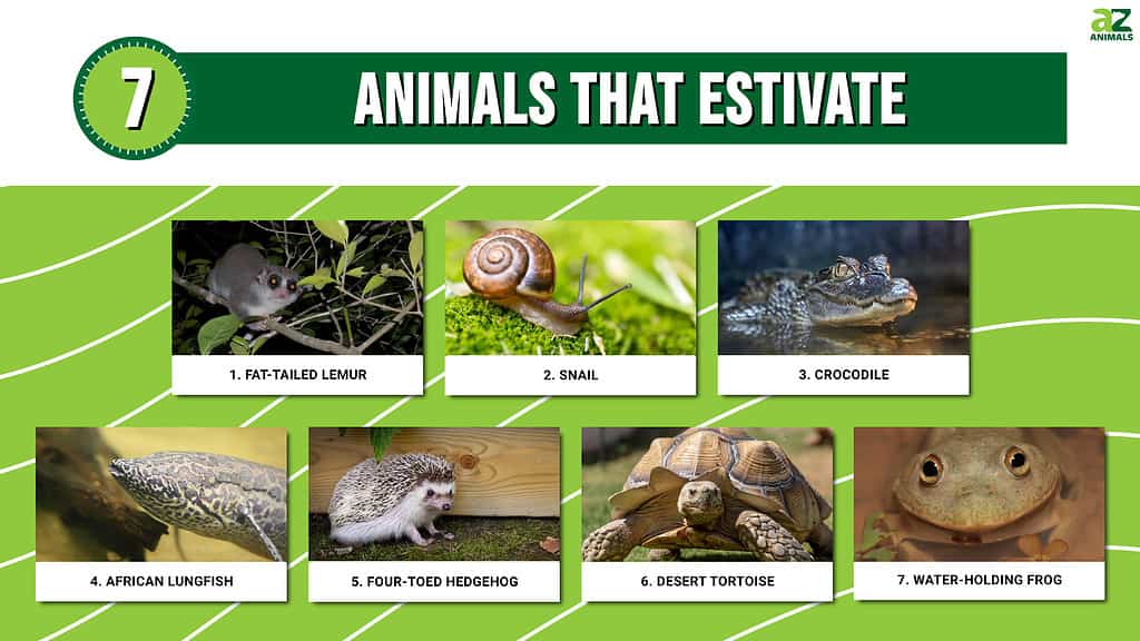 Animals That Estivate infographic