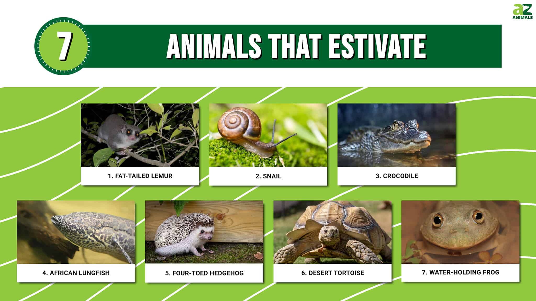 7 Animals That Estivate - A-Z Animals