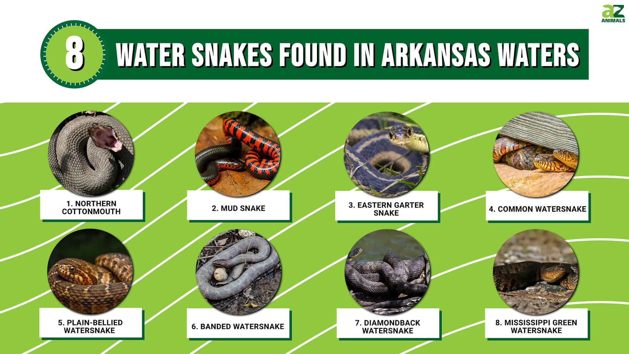 Discover 8 Water Snakes Found in Arkansas Waters - A-Z Animals