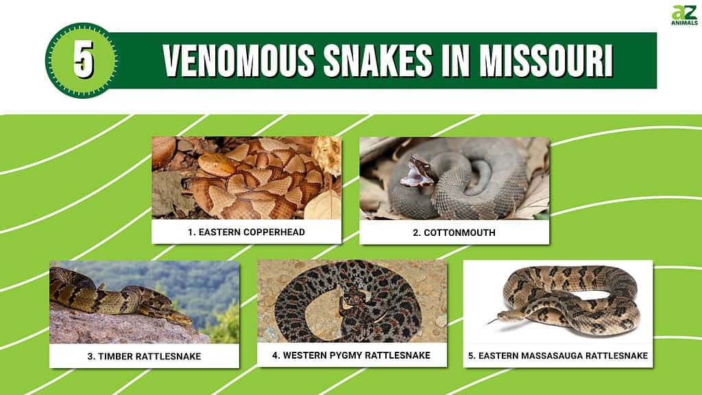 Venomous Snakes in Missouri infographic