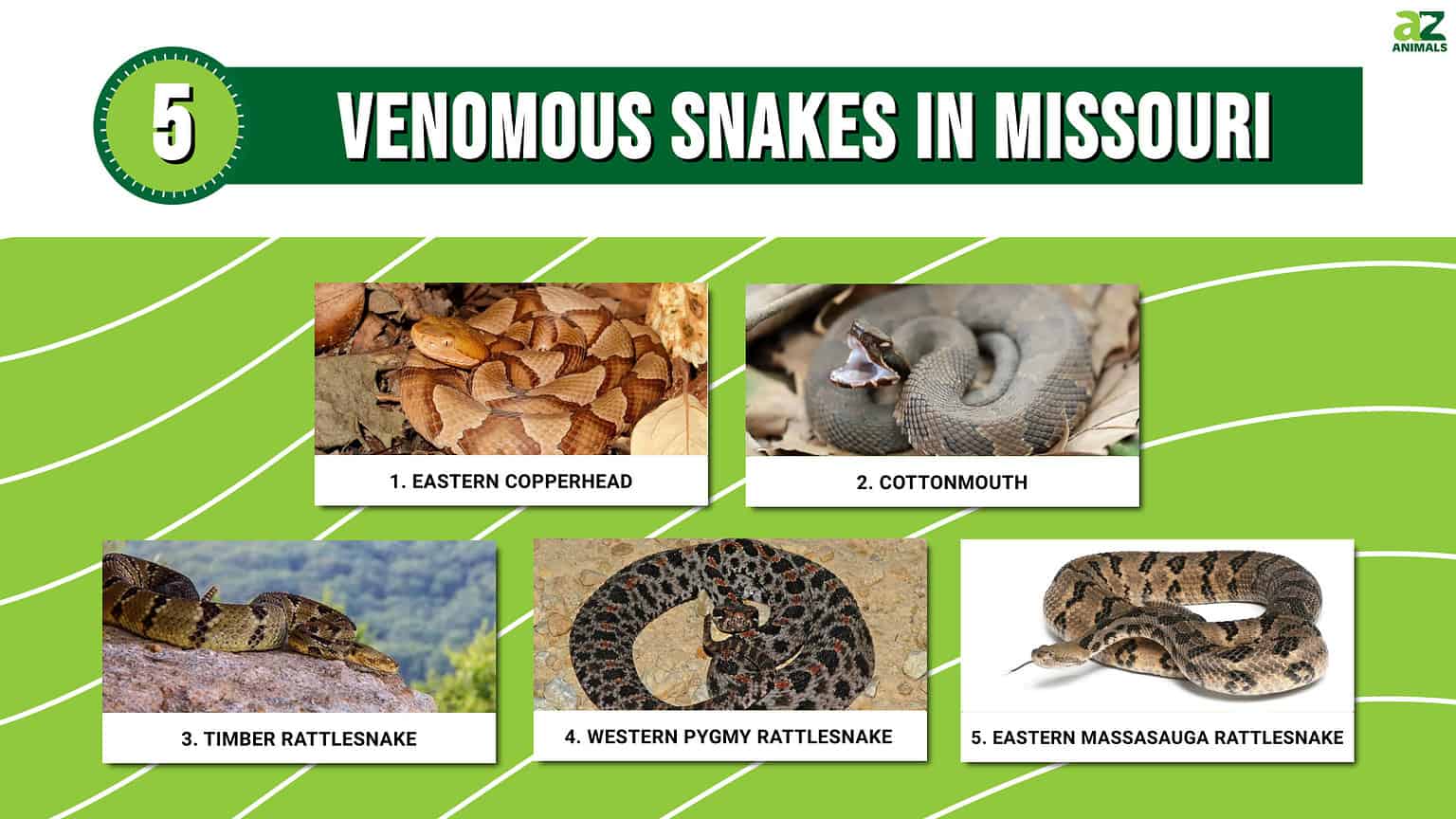 38 Snakes In Missouri (5 Are Venomous!) - A-Z Animals