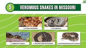 38 Snakes In Missouri (5 Are Venomous!) - A-Z Animals