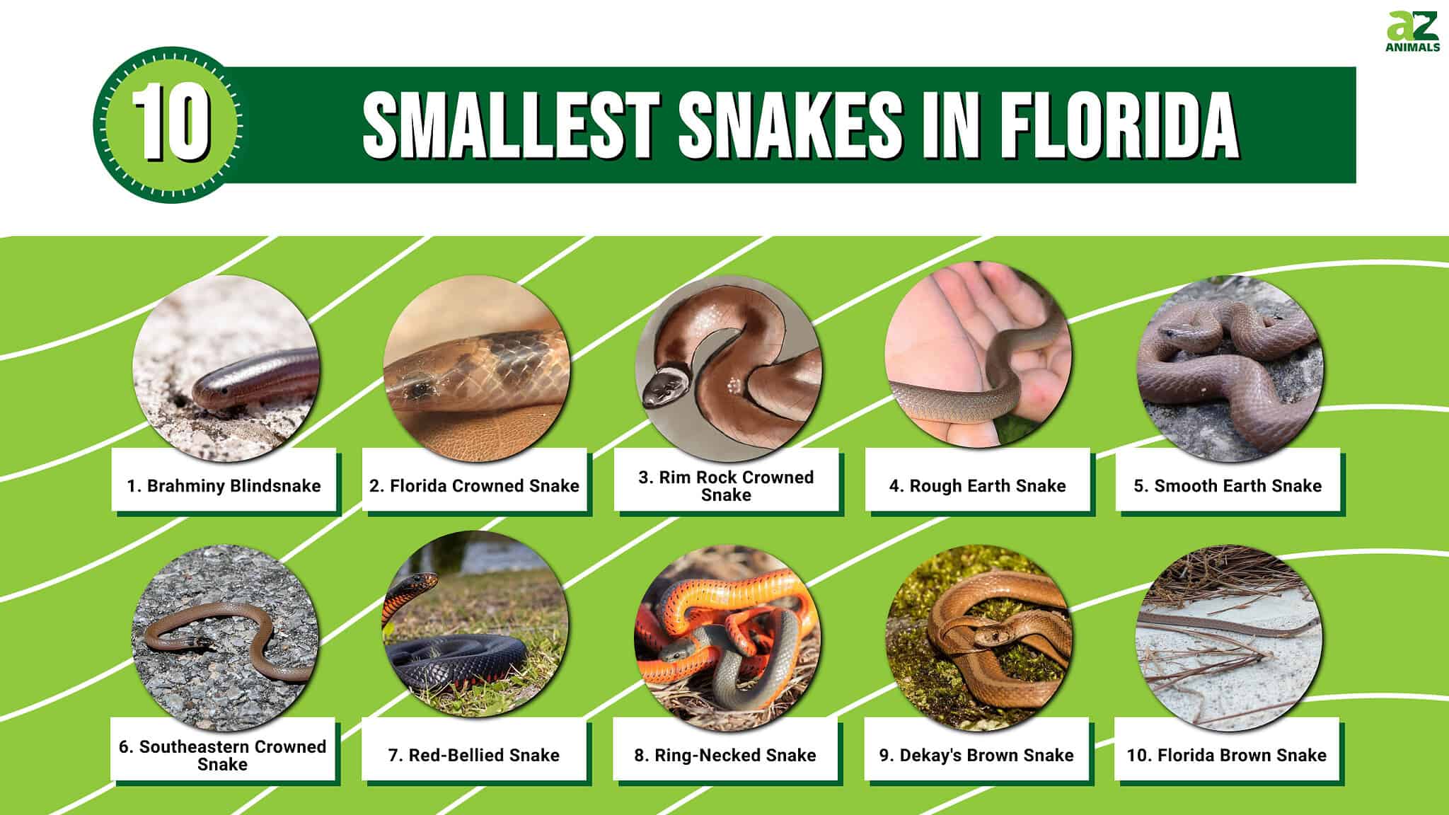 The 10 Smallest Snakes In Florida - A-Z Animals