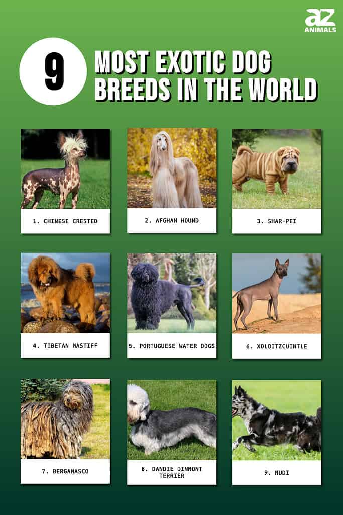 most exotic dog breeds