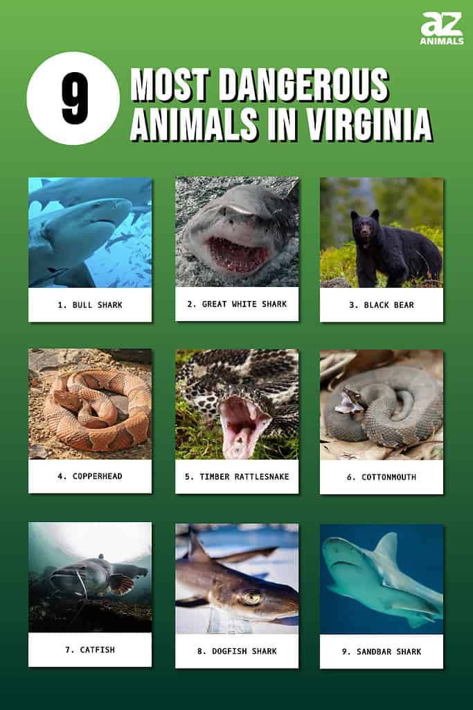 Most Dangerous Animals in Virginia infographic