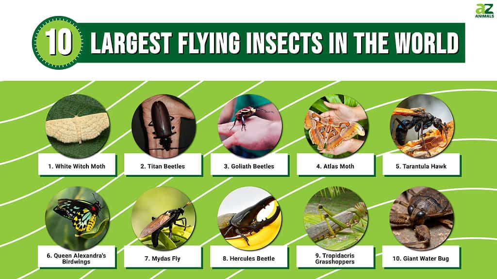 Infographic of 10 Largest Flying Insects in the World