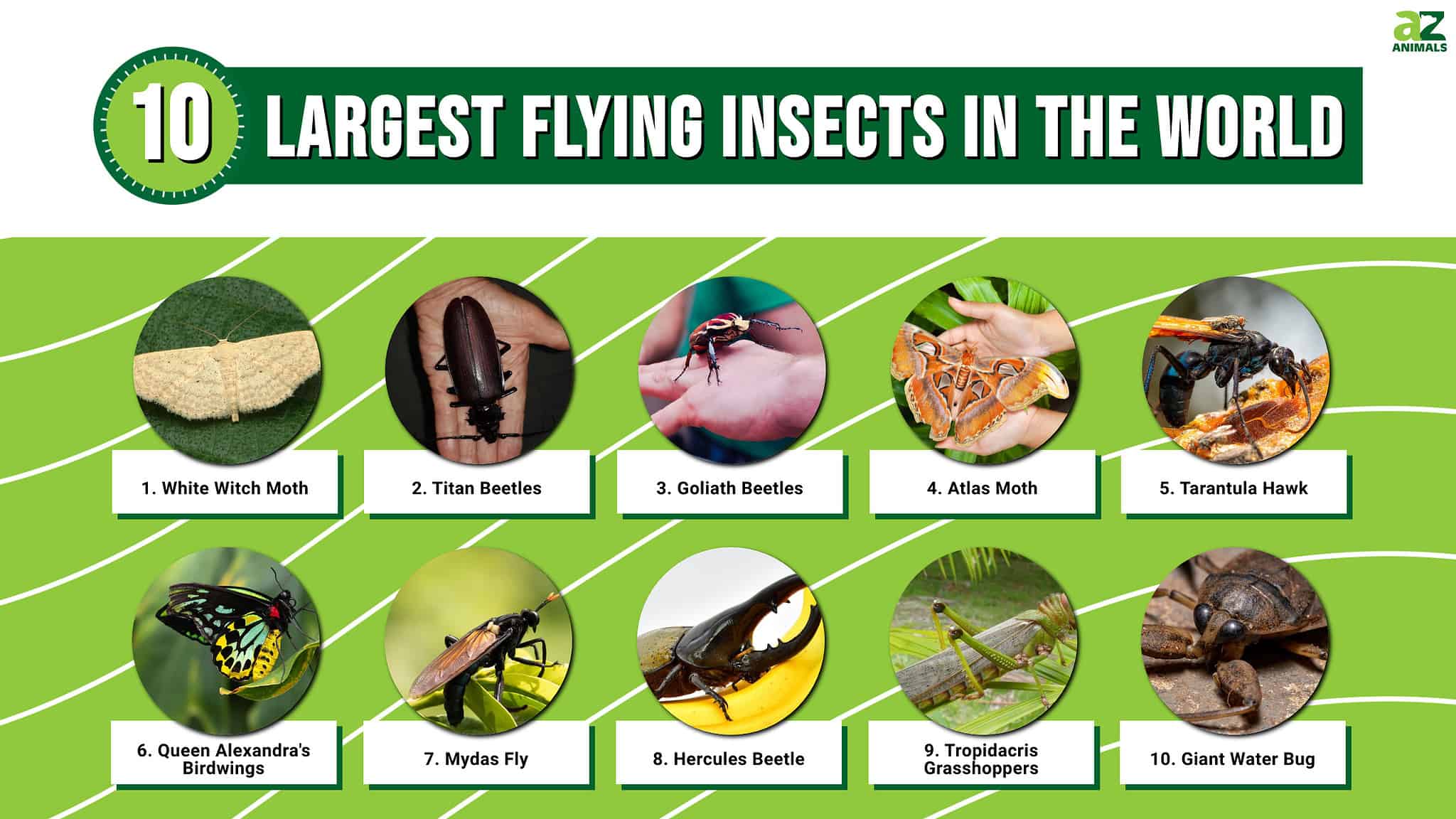 10 of the Largest Flying Insects in the World - A-Z Animals