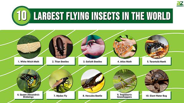 10 of the Largest Flying Insects in the World - A-Z Animals