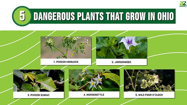 Beware of These 5 Dangerous Plants That Grow in Ohio - A-Z Animals