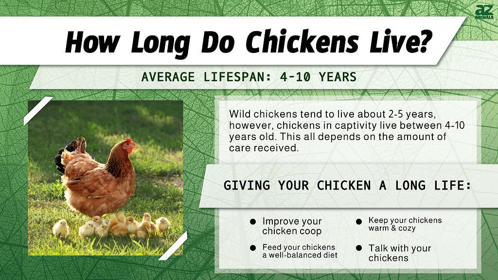 How Long Do Chickens Live? infographic