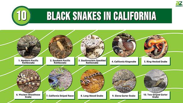 10 Black Snakes in California - A-Z Animals