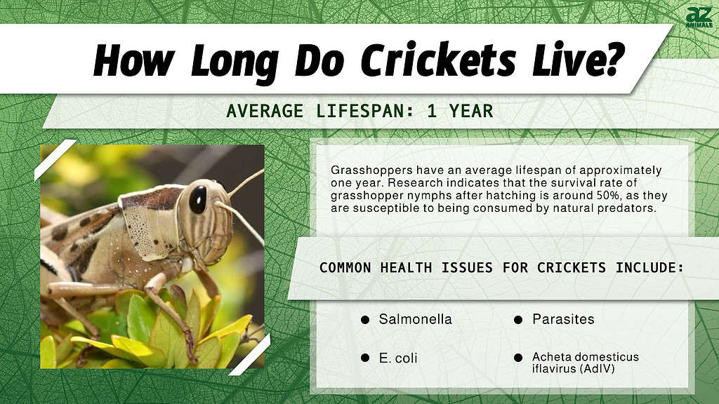How Long Do Crickets Live? infographic