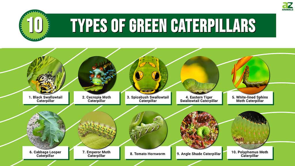 Infographic: 10 types of green caterpillars  