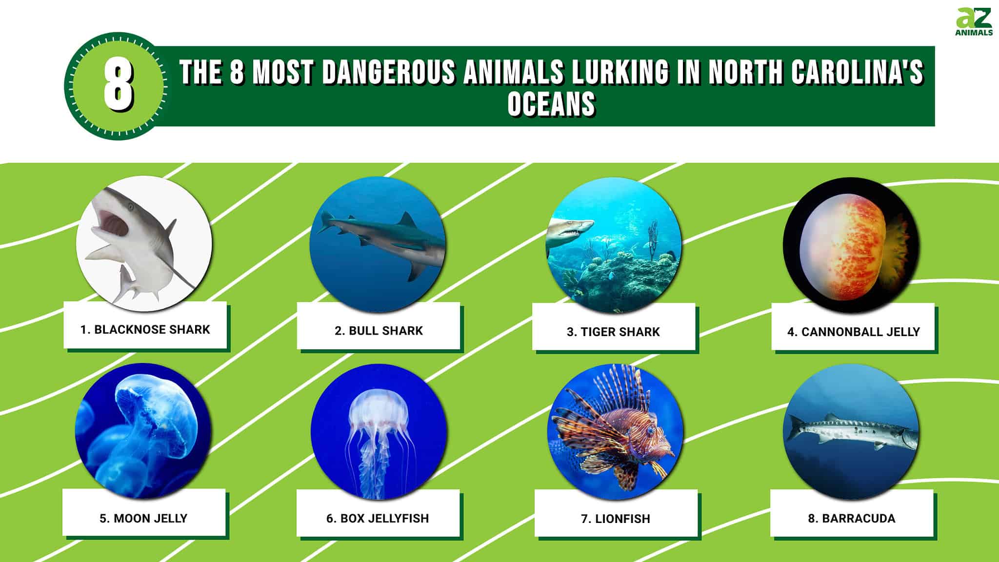 Discover the 8 Most Dangerous Animals Lurking in North Carolina's ...