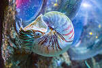 beautiful nautilus squid animal marine life portrait of a rare exotic living shell fossil