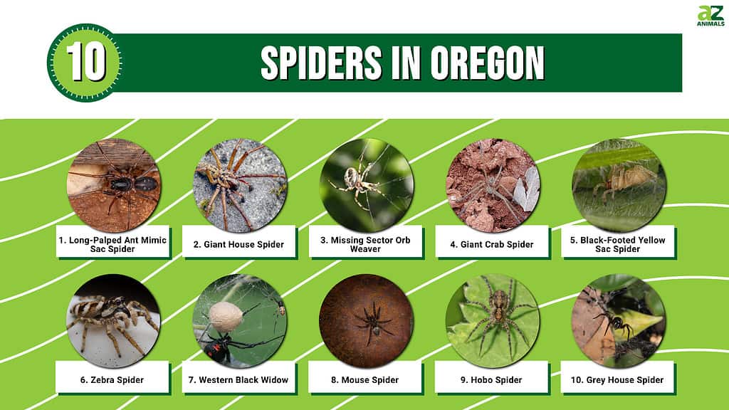 Infographic of 10 Spiders in Oregon