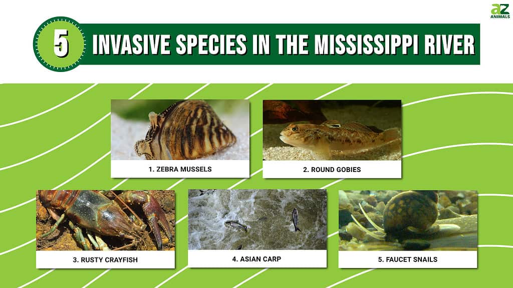 Infographic of 5 Invasive Species in the Mississippi River