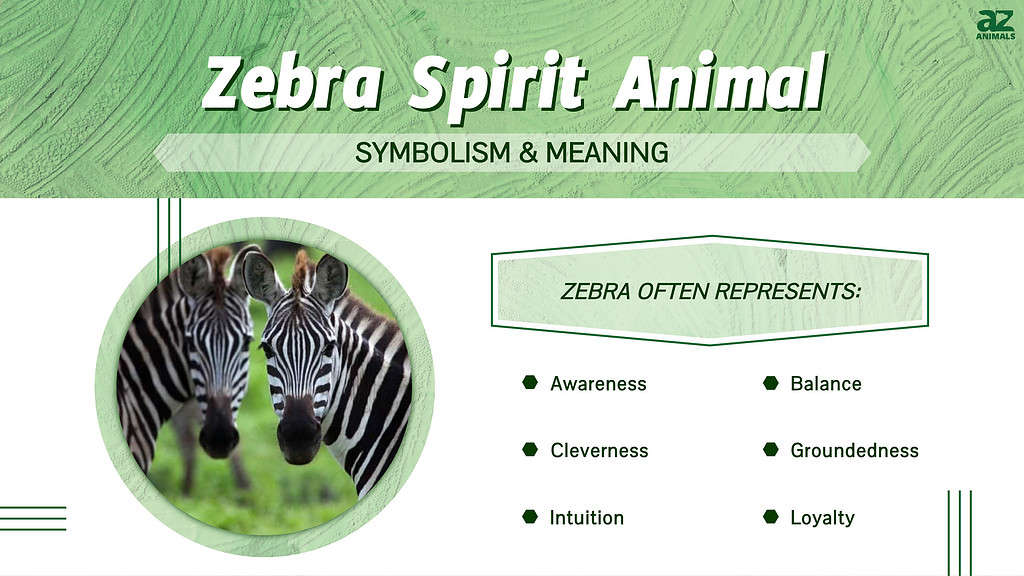 Zebra Spirit Animal infographic