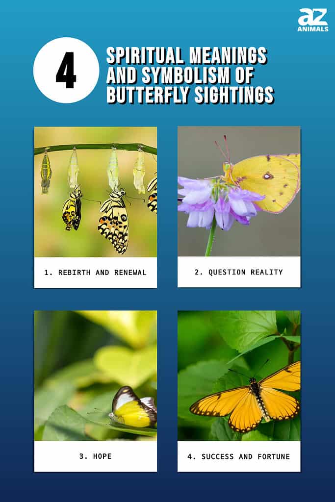 Yellow Butterfly Sightings: Spiritual Meaning and Symbolism - A-Z Animals