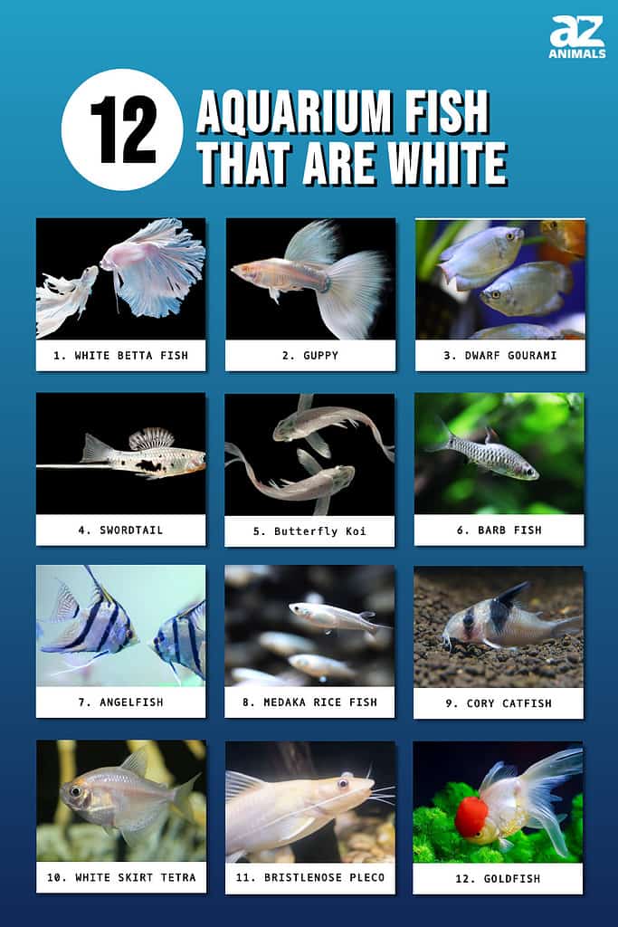 Infographic of 12 Aquarium Fish That Are White