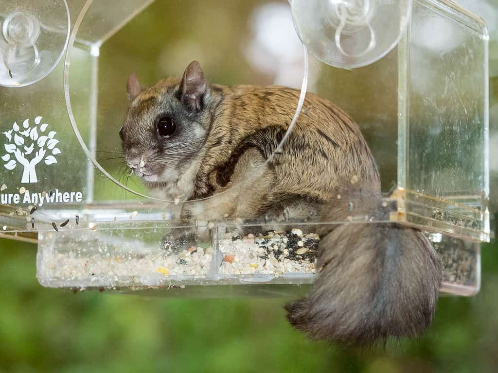 Northern flying squirrel (Glaucomys sabrinus).